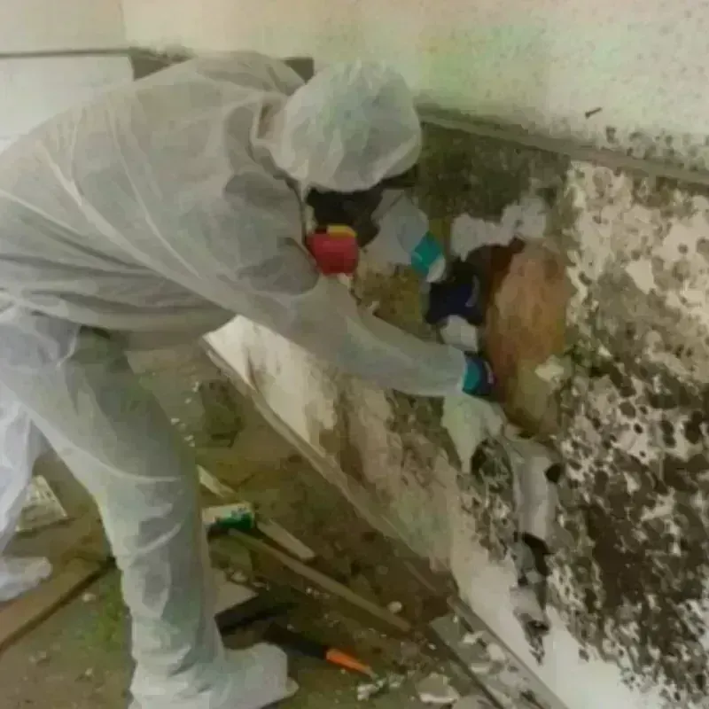 Mold Remediation and Removal in Midland County, TX